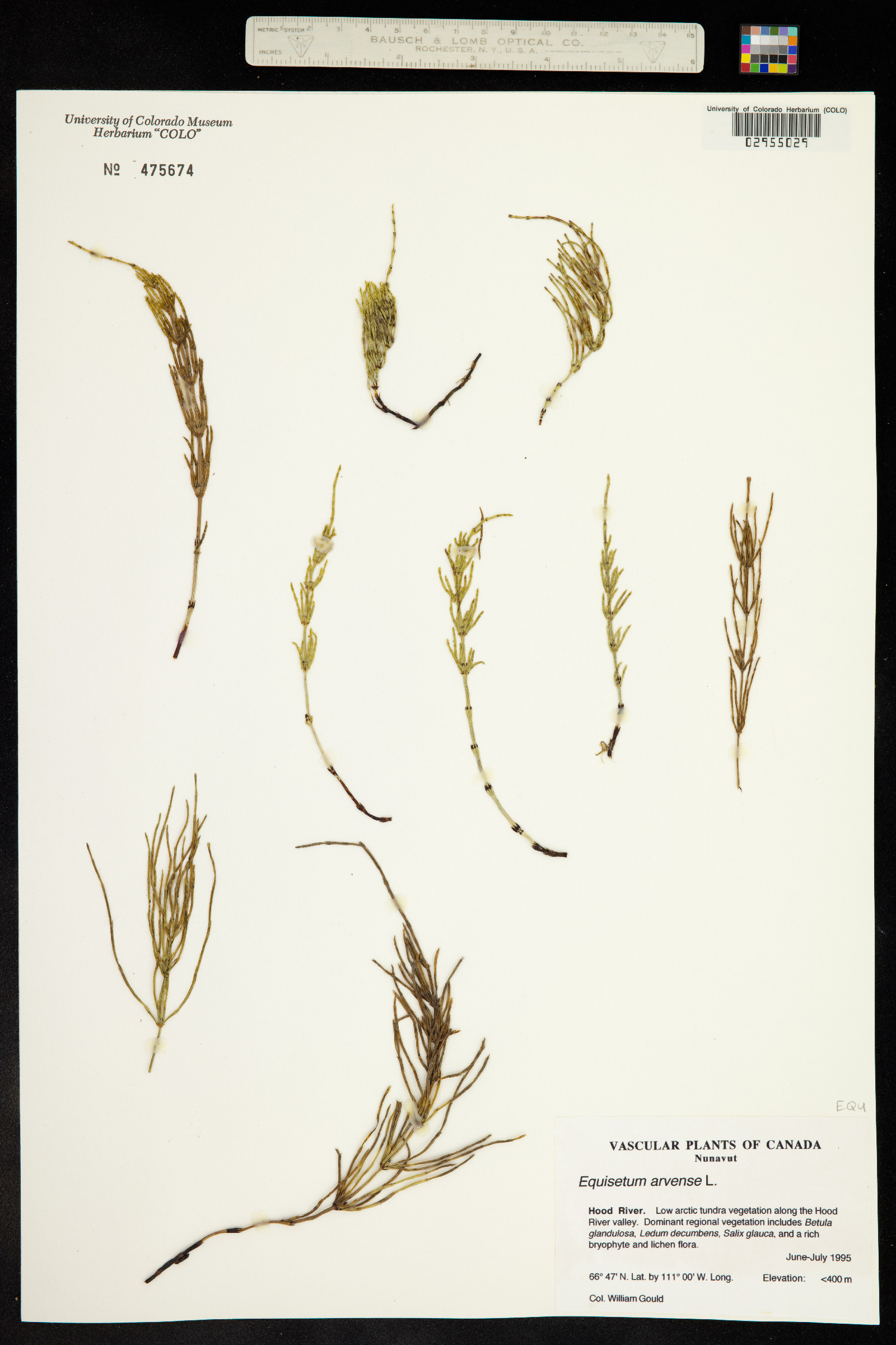 Equisetum arvense image