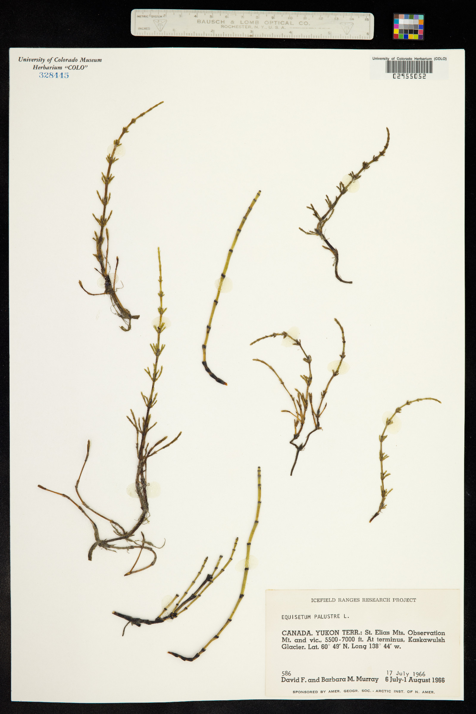 Equisetum palustre image