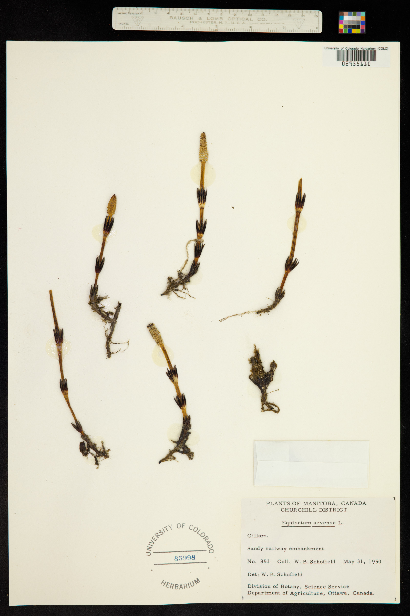 Equisetum arvense image