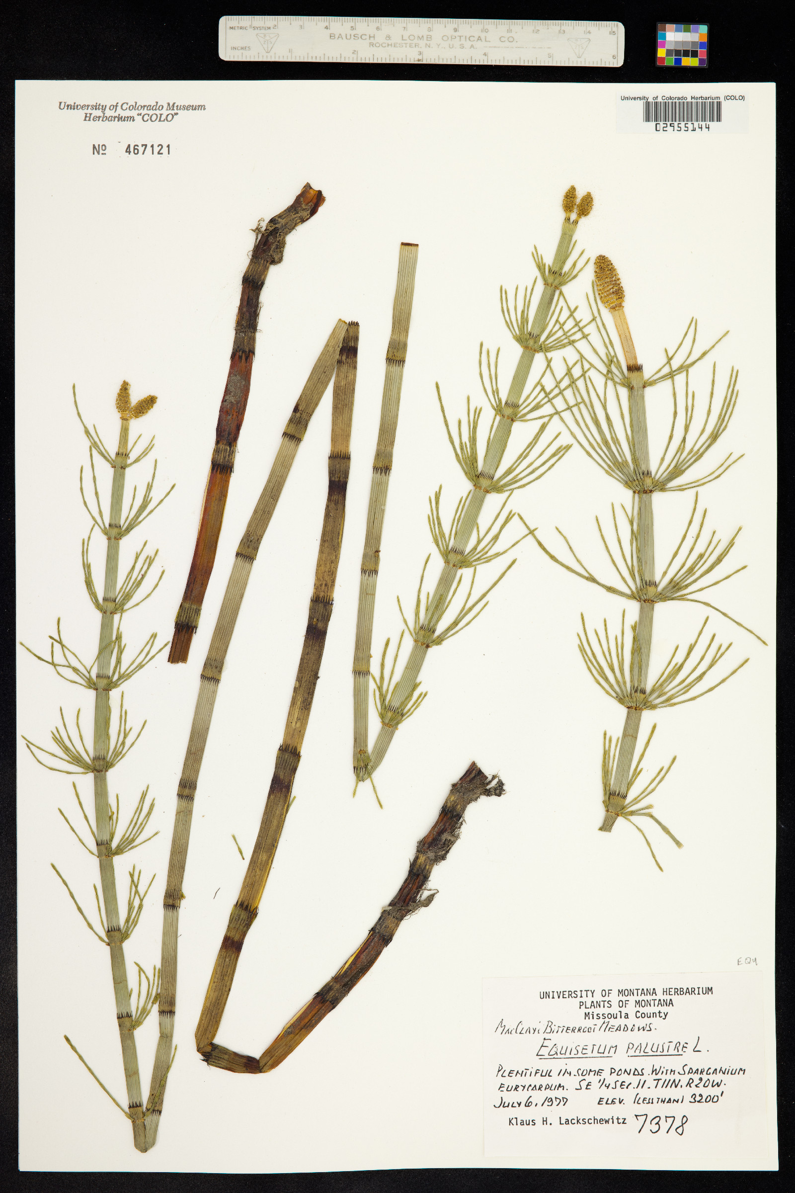 Equisetum palustre image