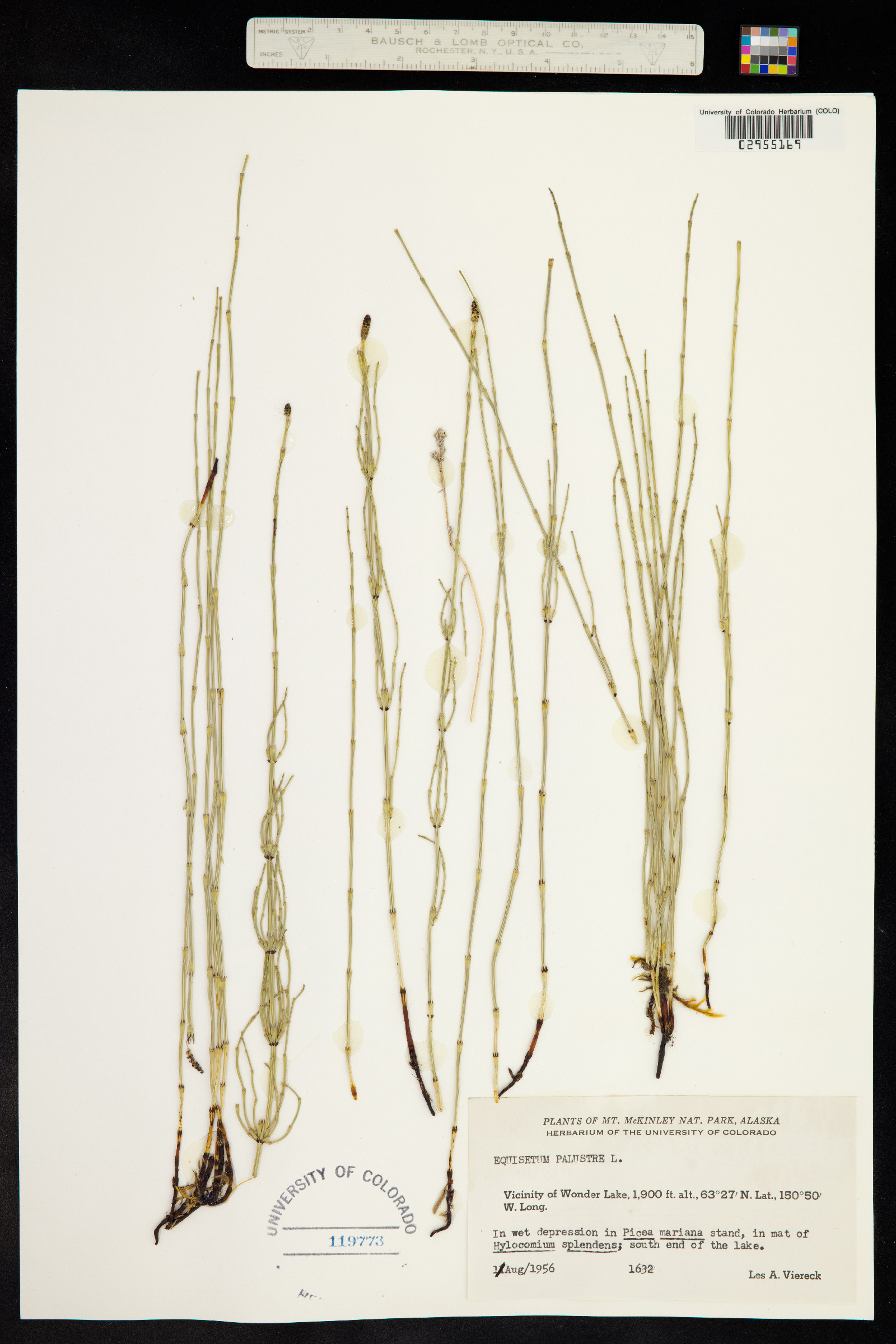 Equisetum palustre image