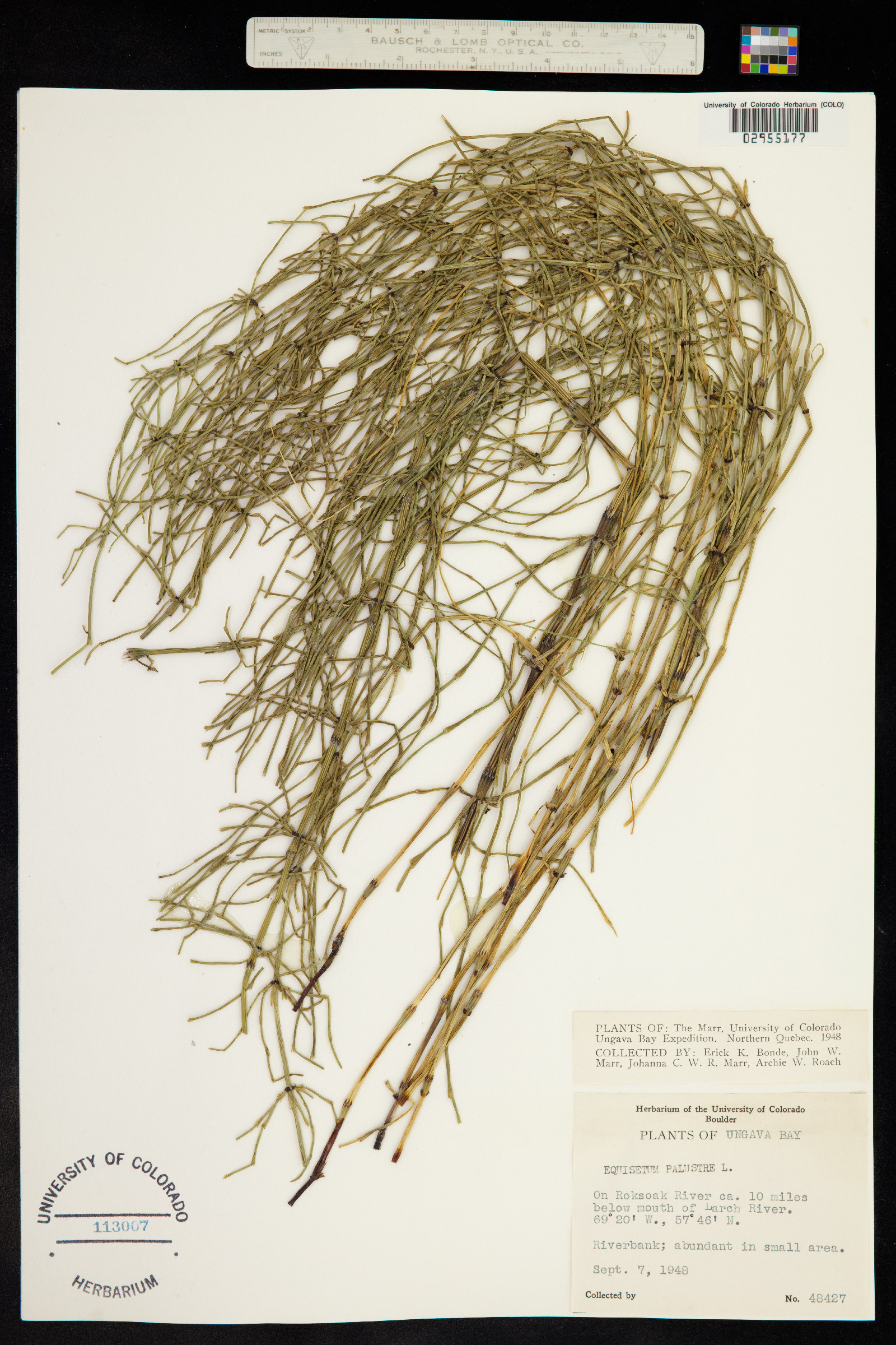 Equisetum palustre image
