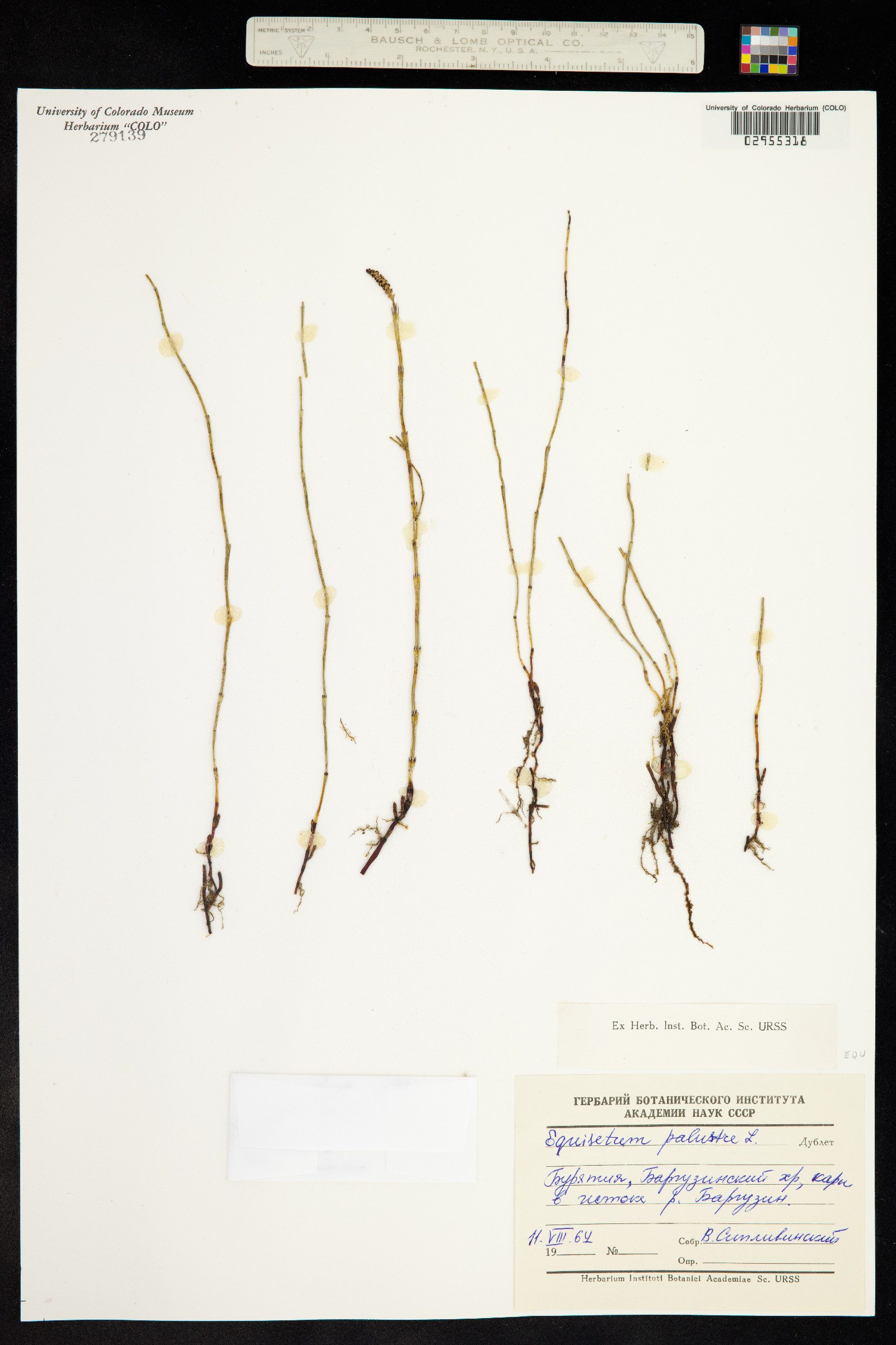 Equisetum palustre image