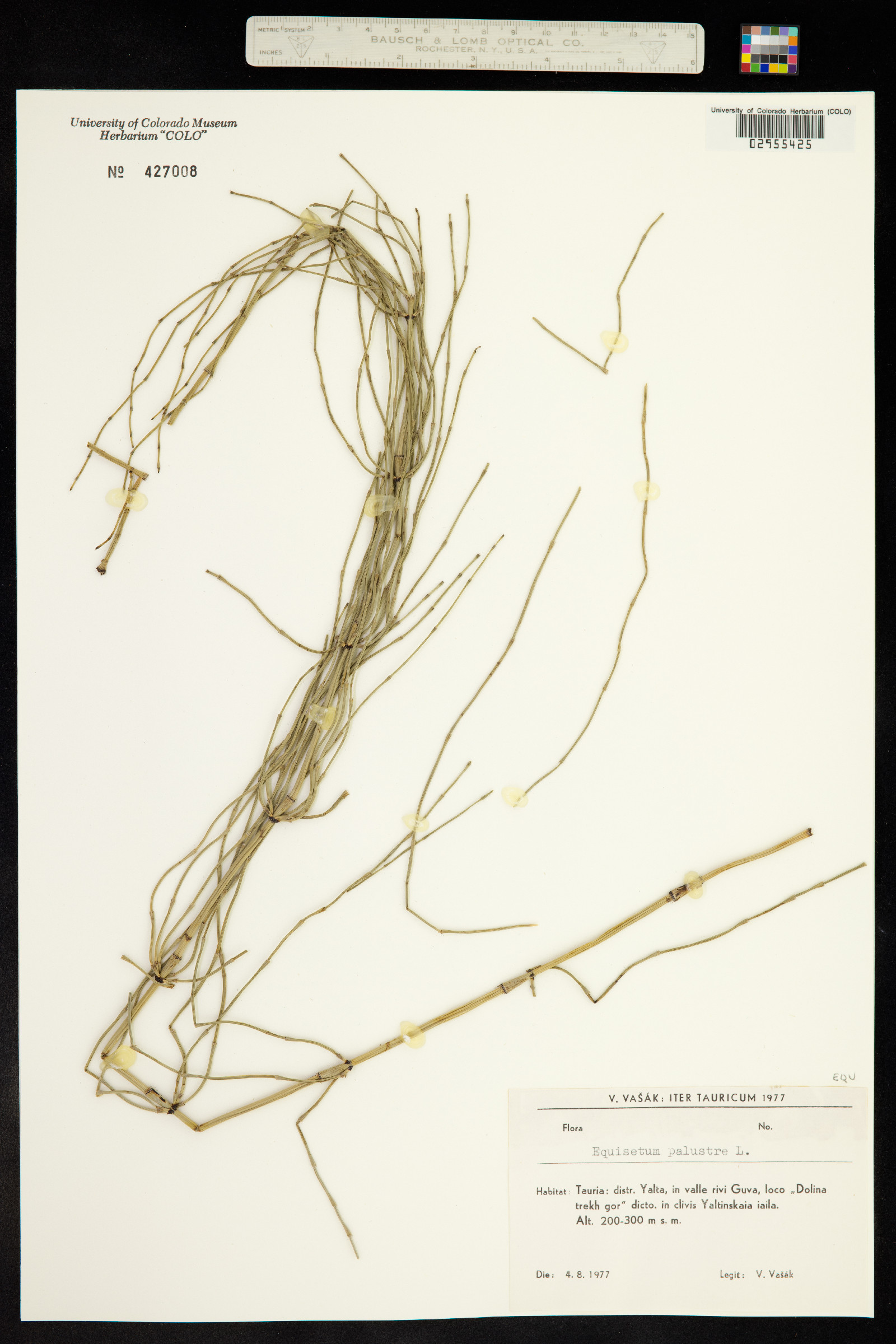 Equisetum palustre image