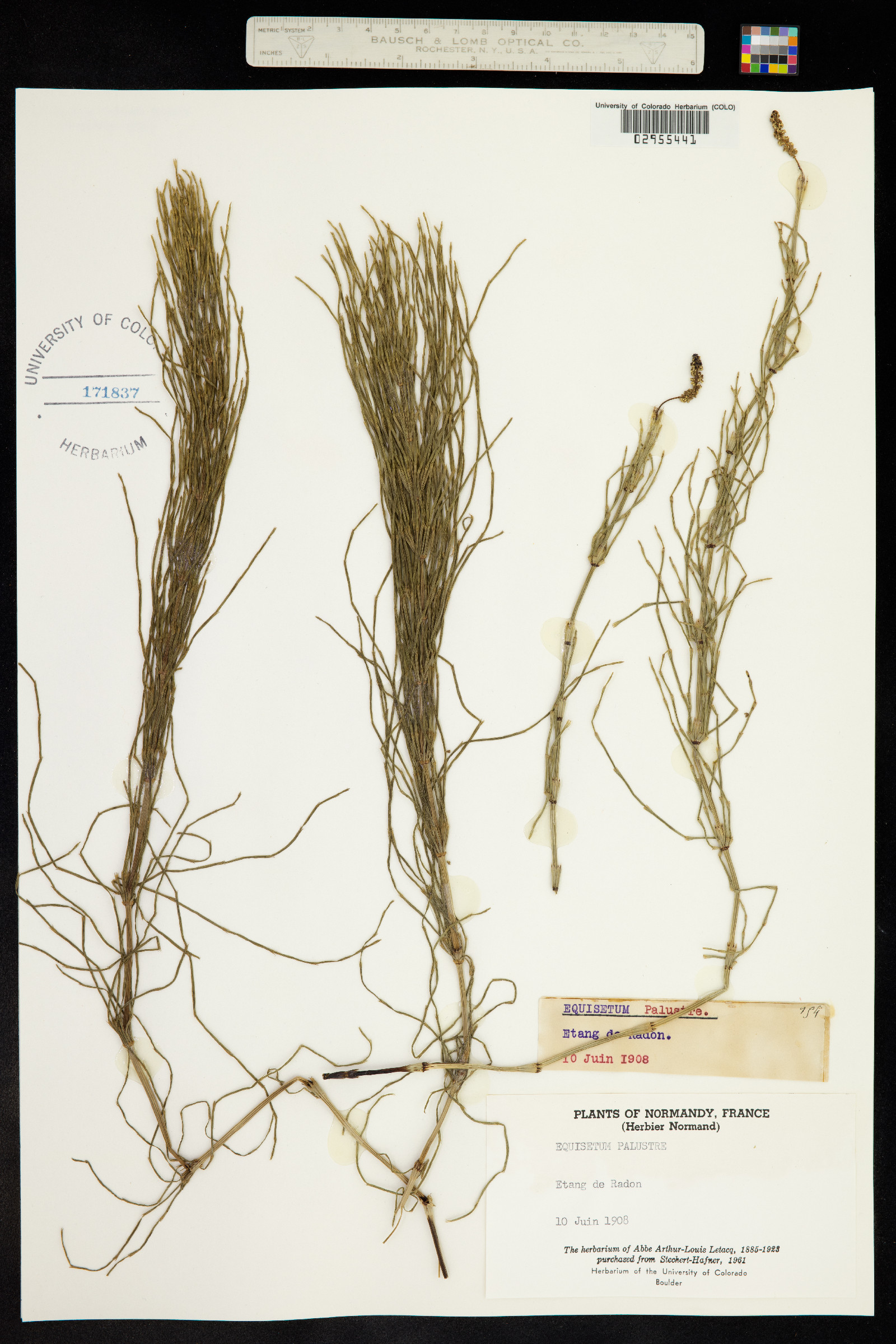 Equisetum palustre image