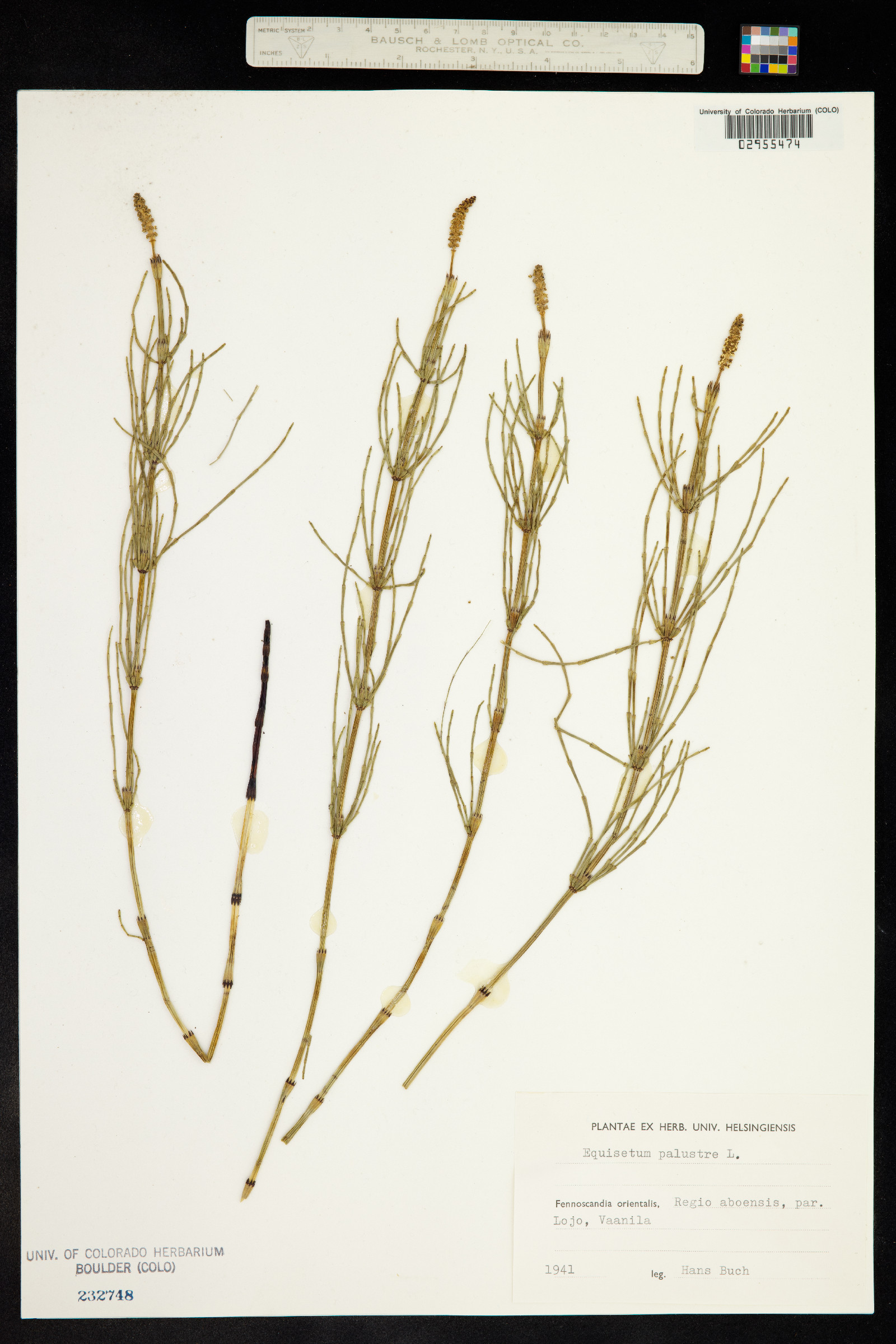 Equisetum palustre image