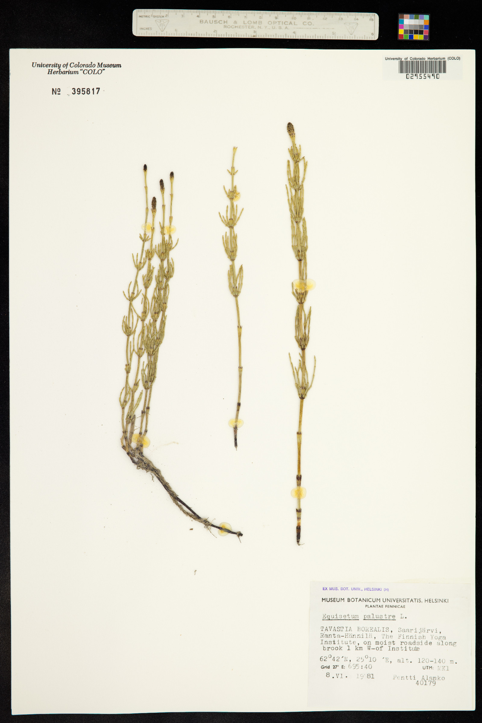 Equisetum palustre image