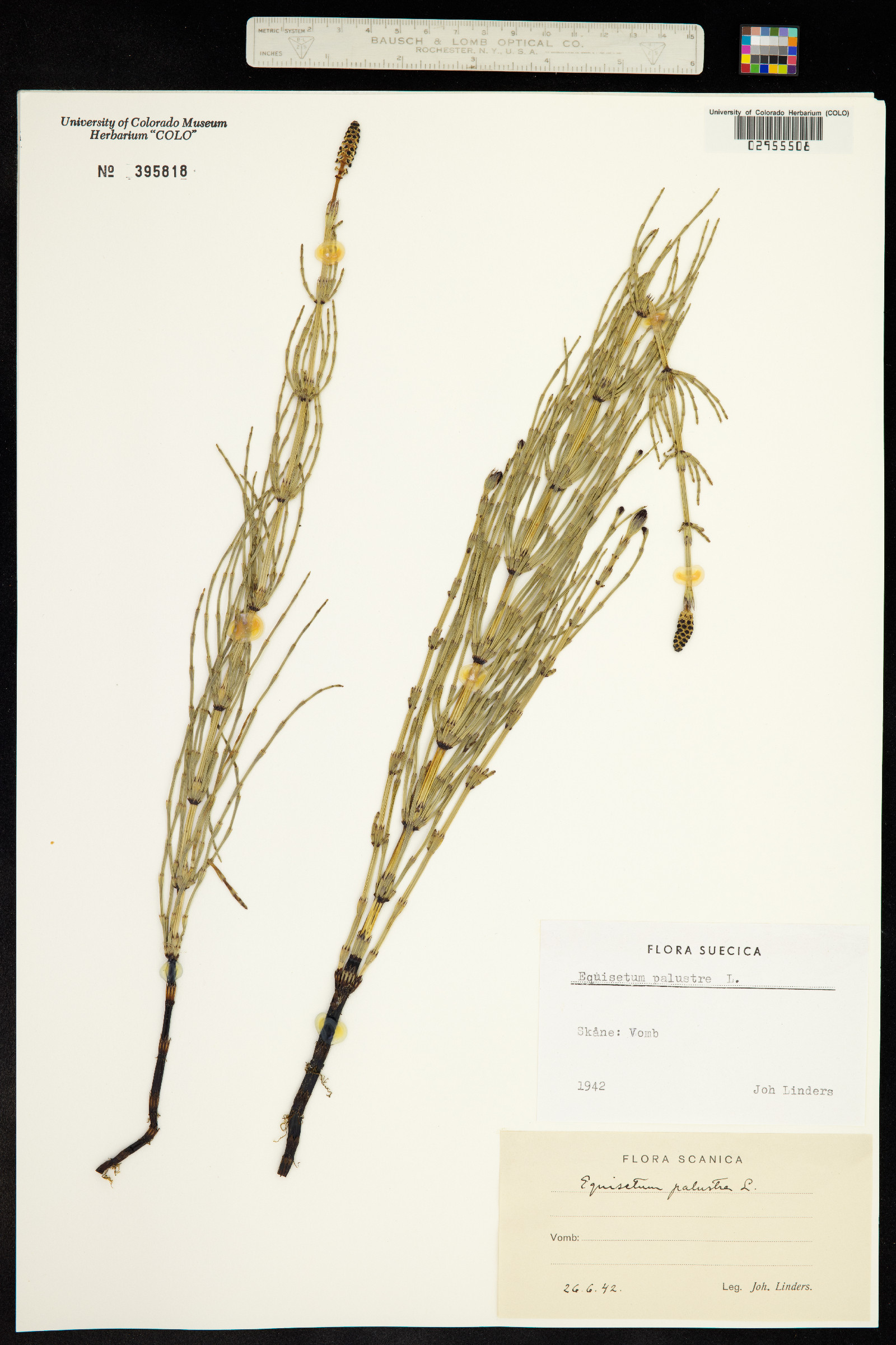 Equisetum palustre image