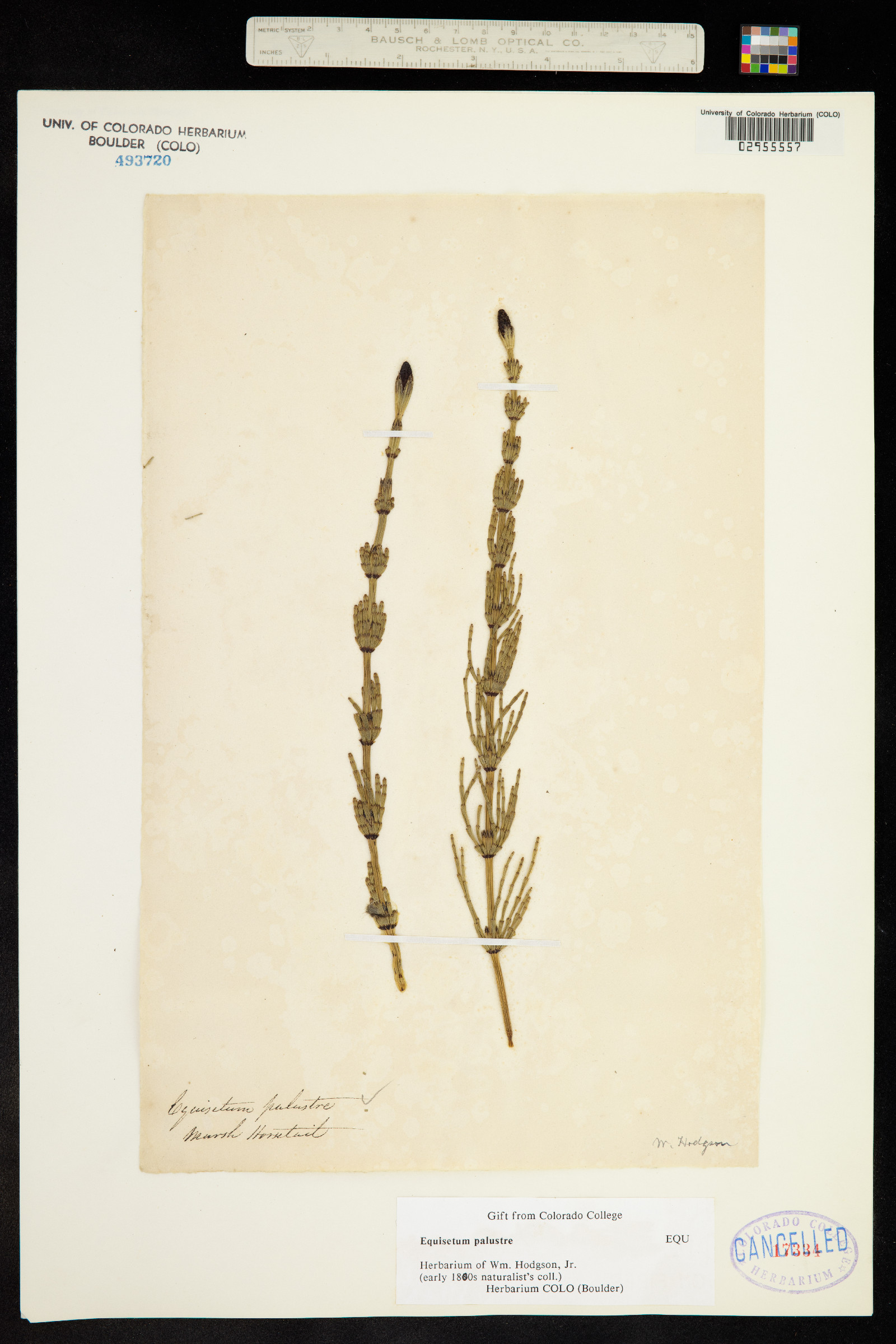 Equisetum palustre image