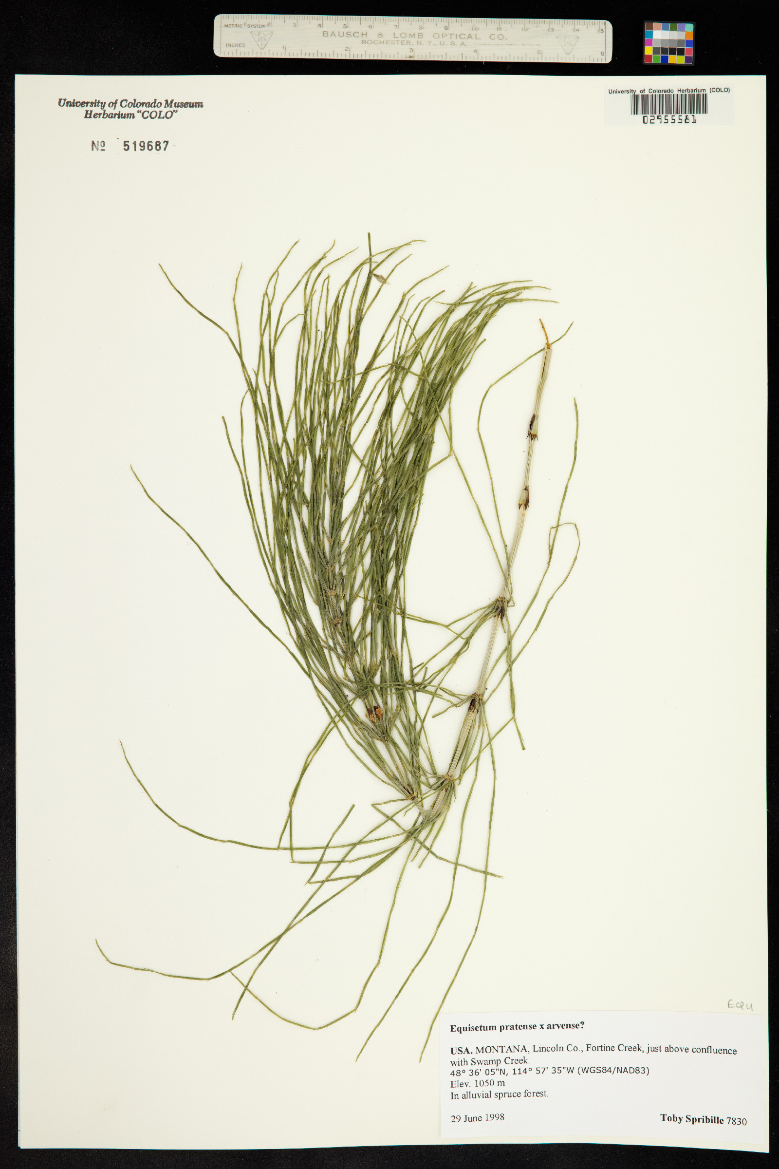 Equisetum pratense image