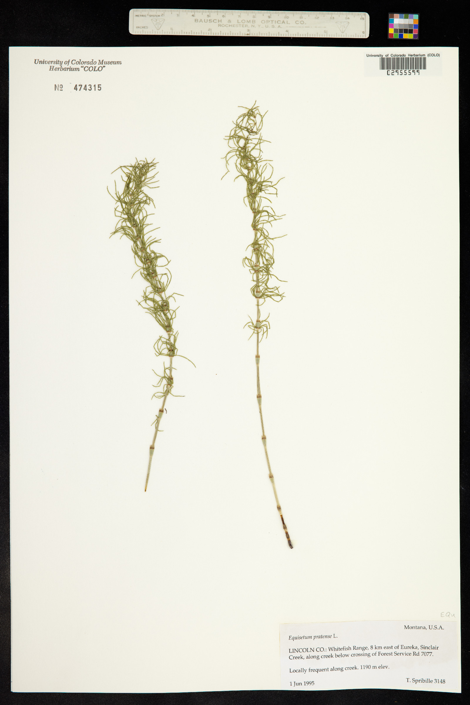 Equisetum pratense image