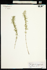 Equisetum pratense image