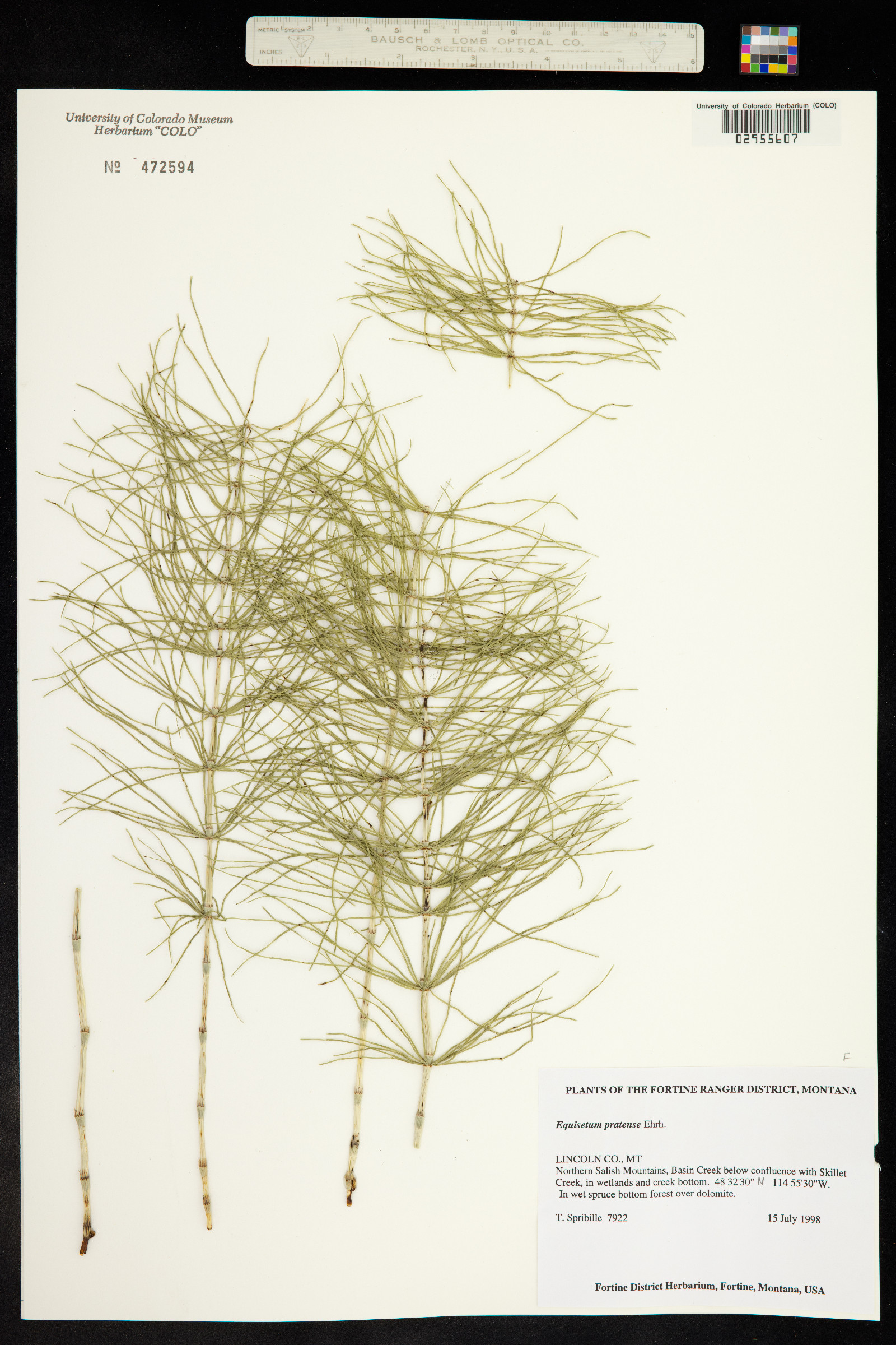 Equisetum pratense image