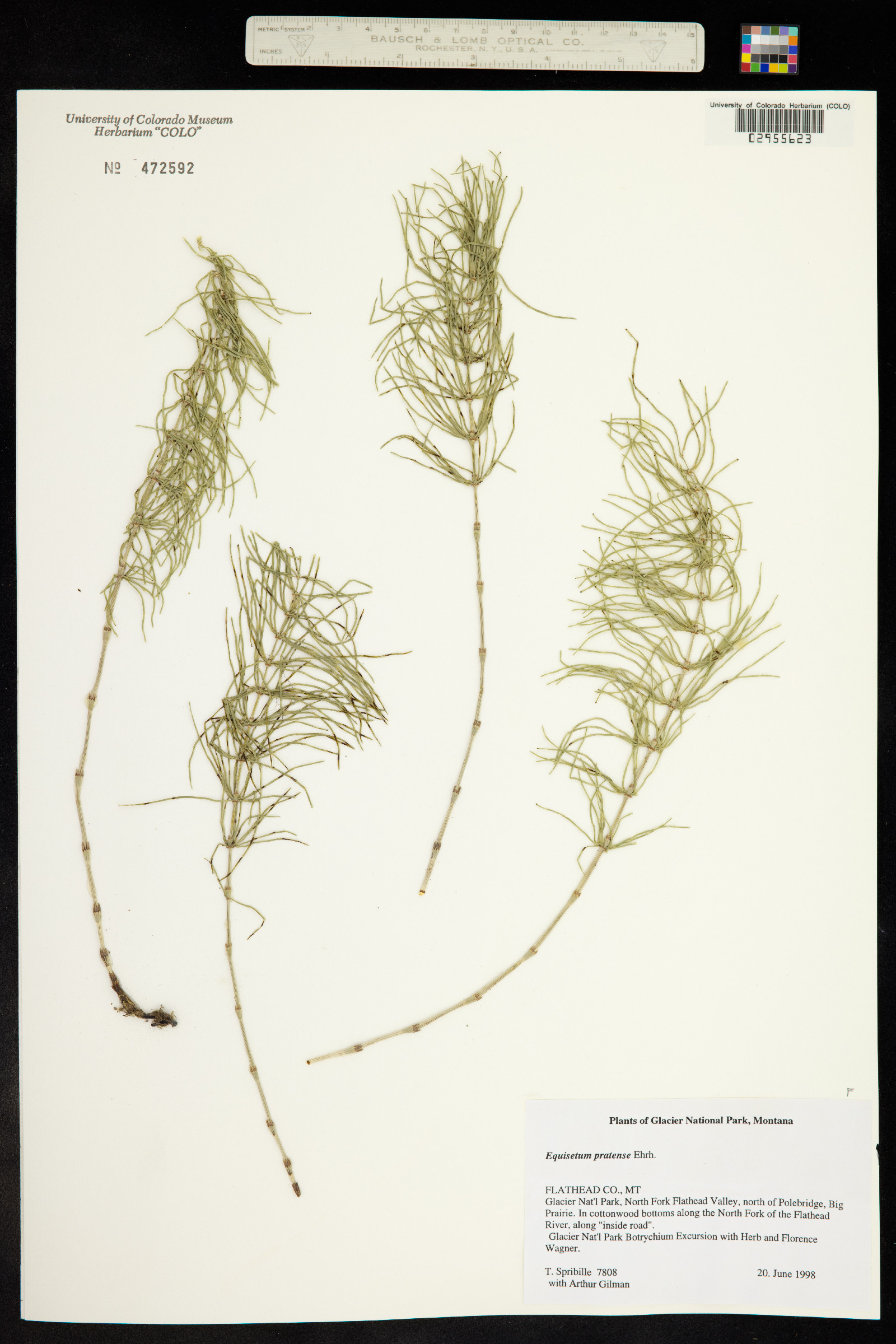 Equisetaceae image