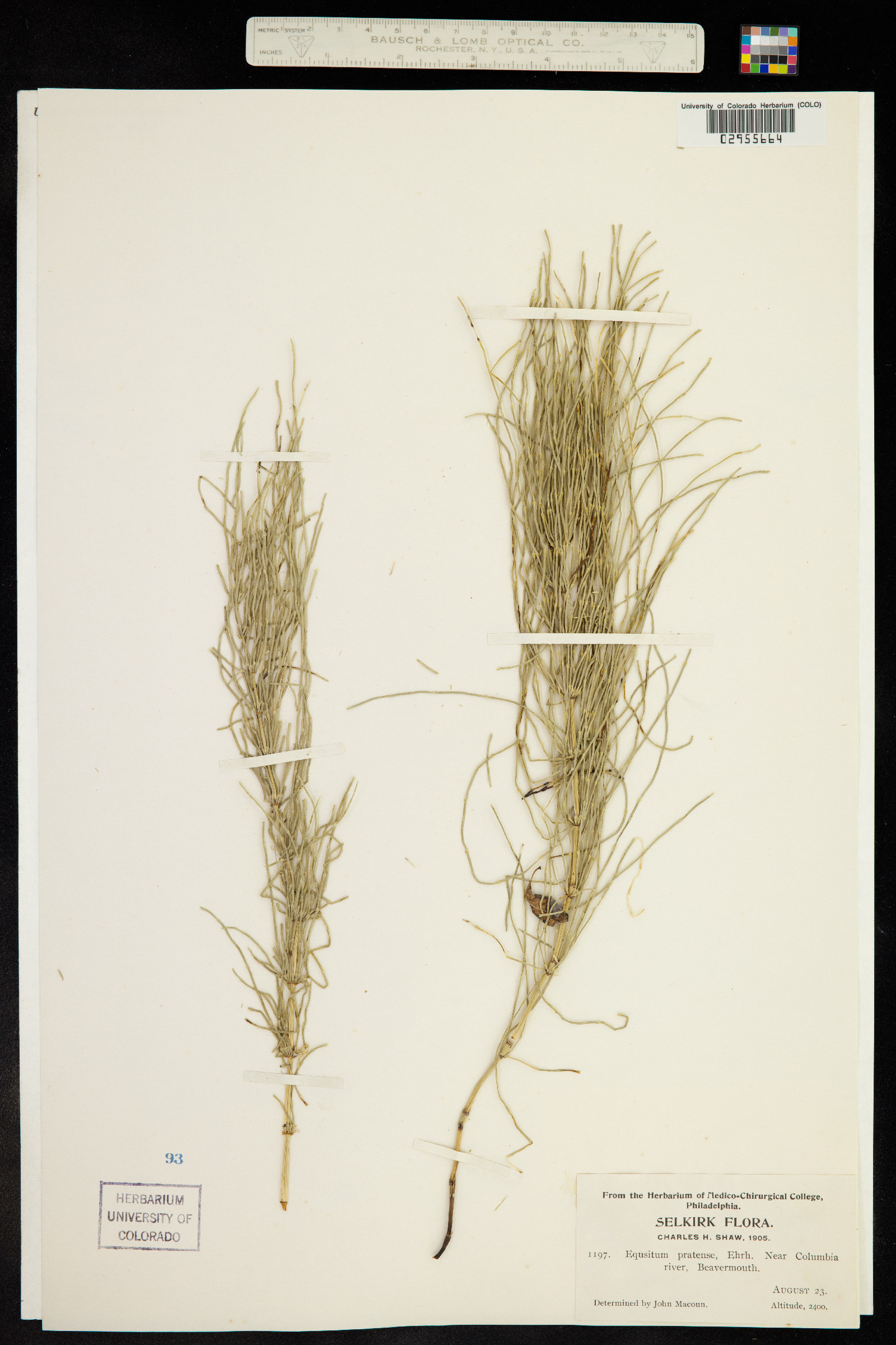 Equisetum pratense image