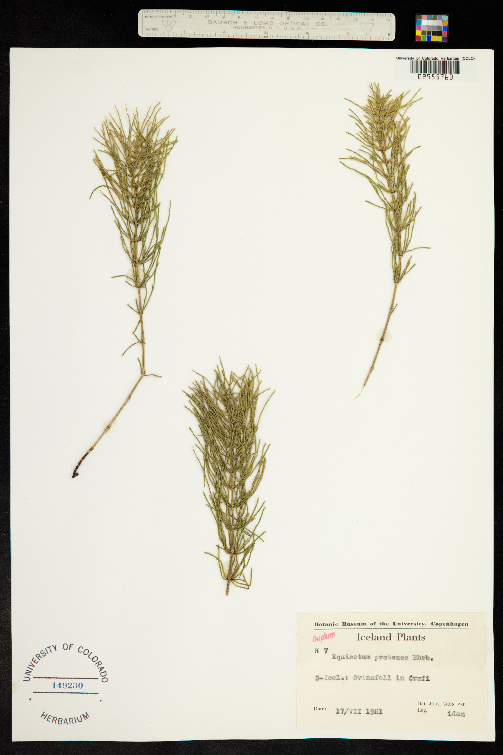 Equisetum pratense image