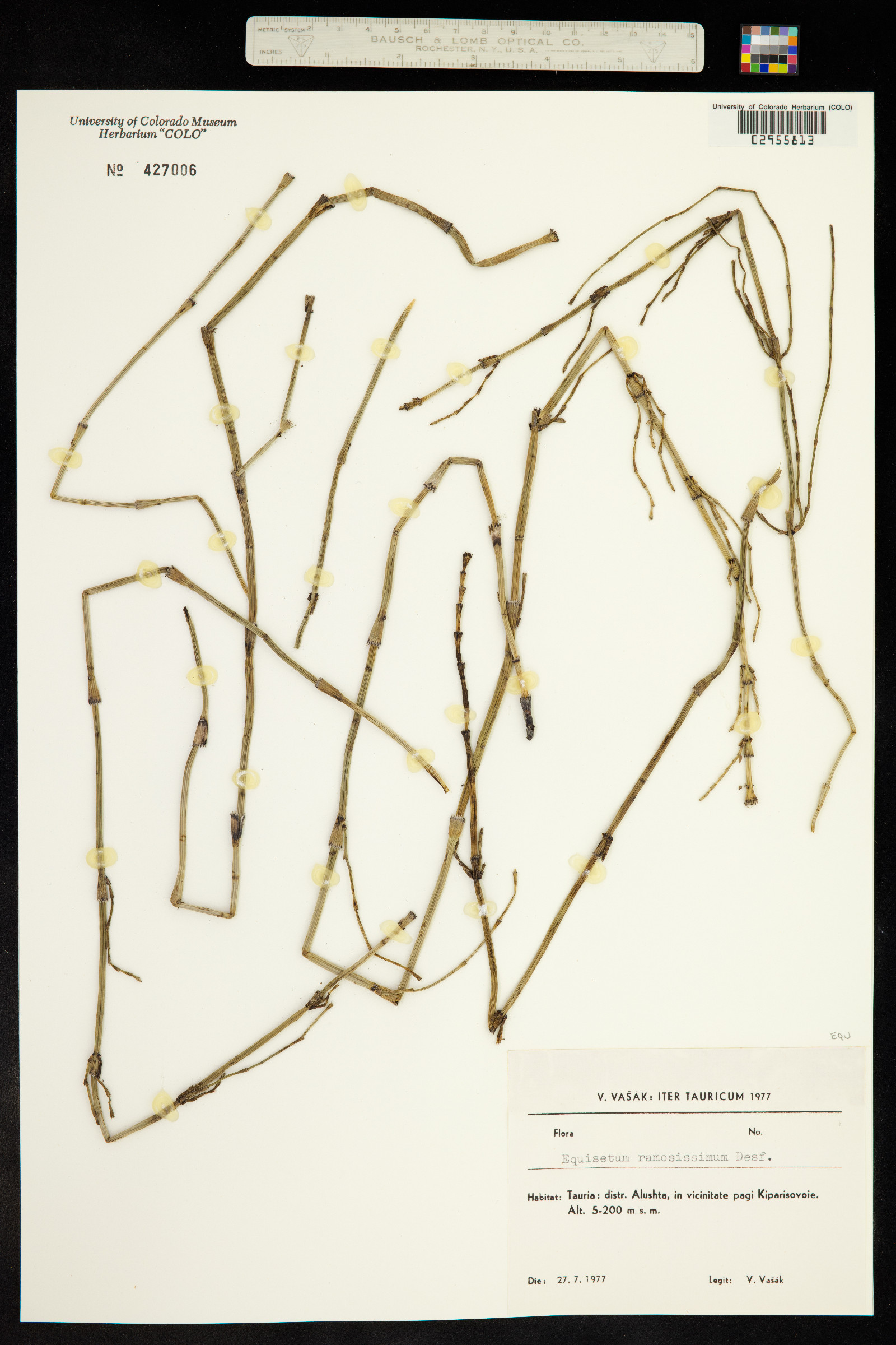 Equisetum ramosissimum image