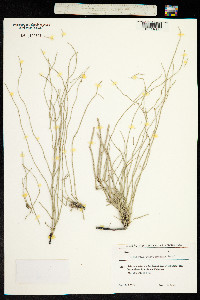 Image of Equisetum giganteum