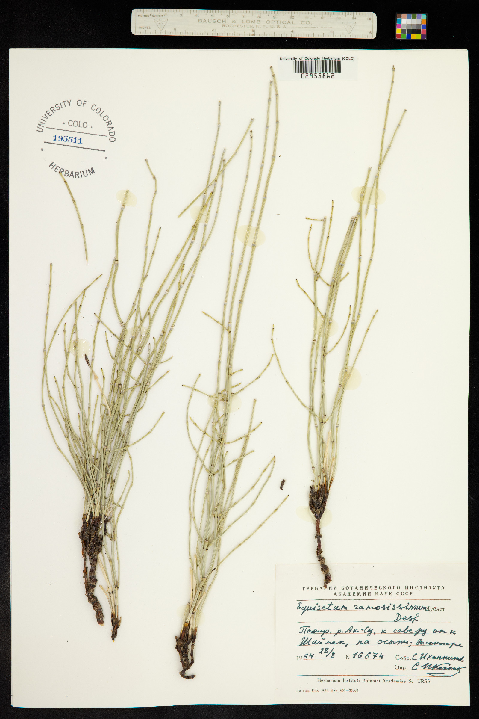 Equisetum giganteum image