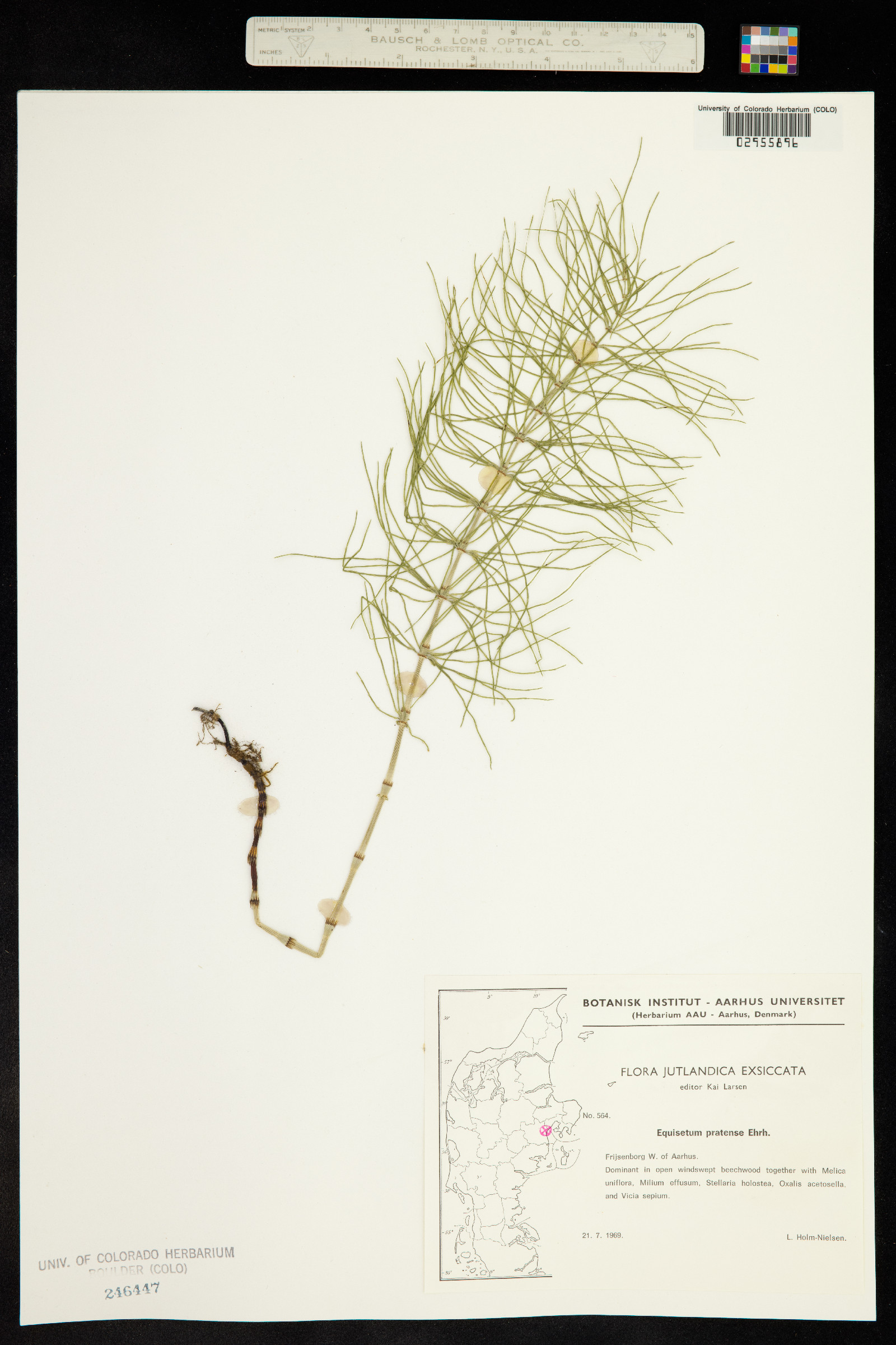 Equisetum pratense image