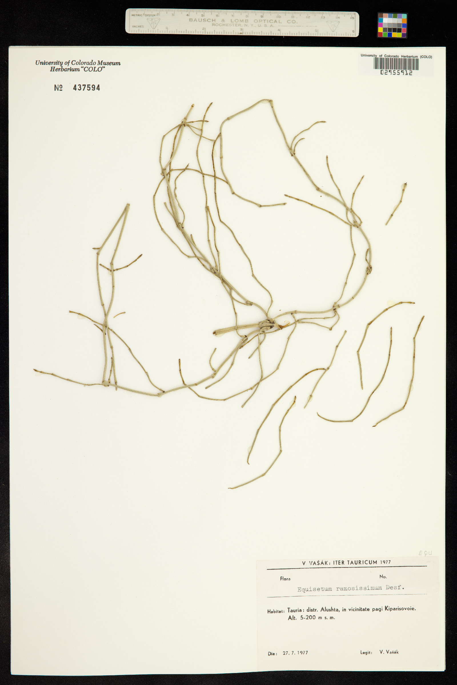 Equisetum giganteum image