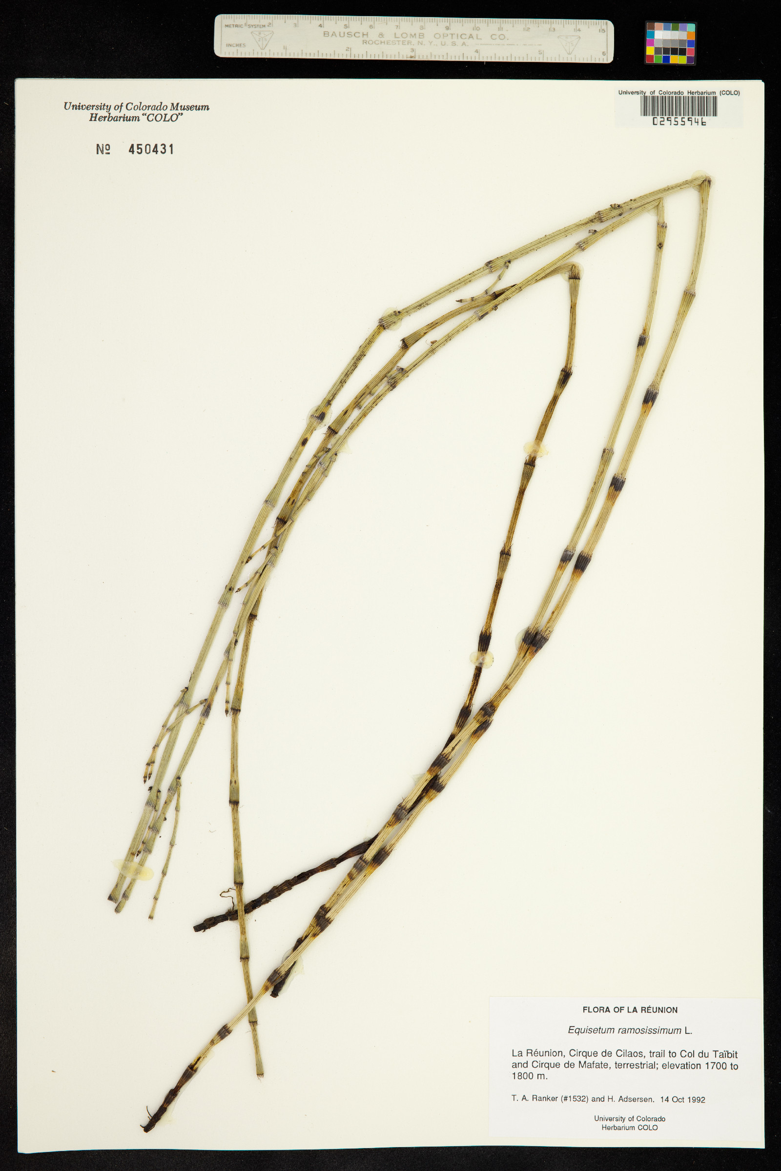 Equisetum giganteum image