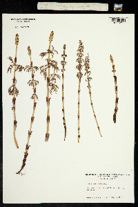 Equisetum sylvaticum image