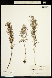 Image of Equisetum sylvaticum