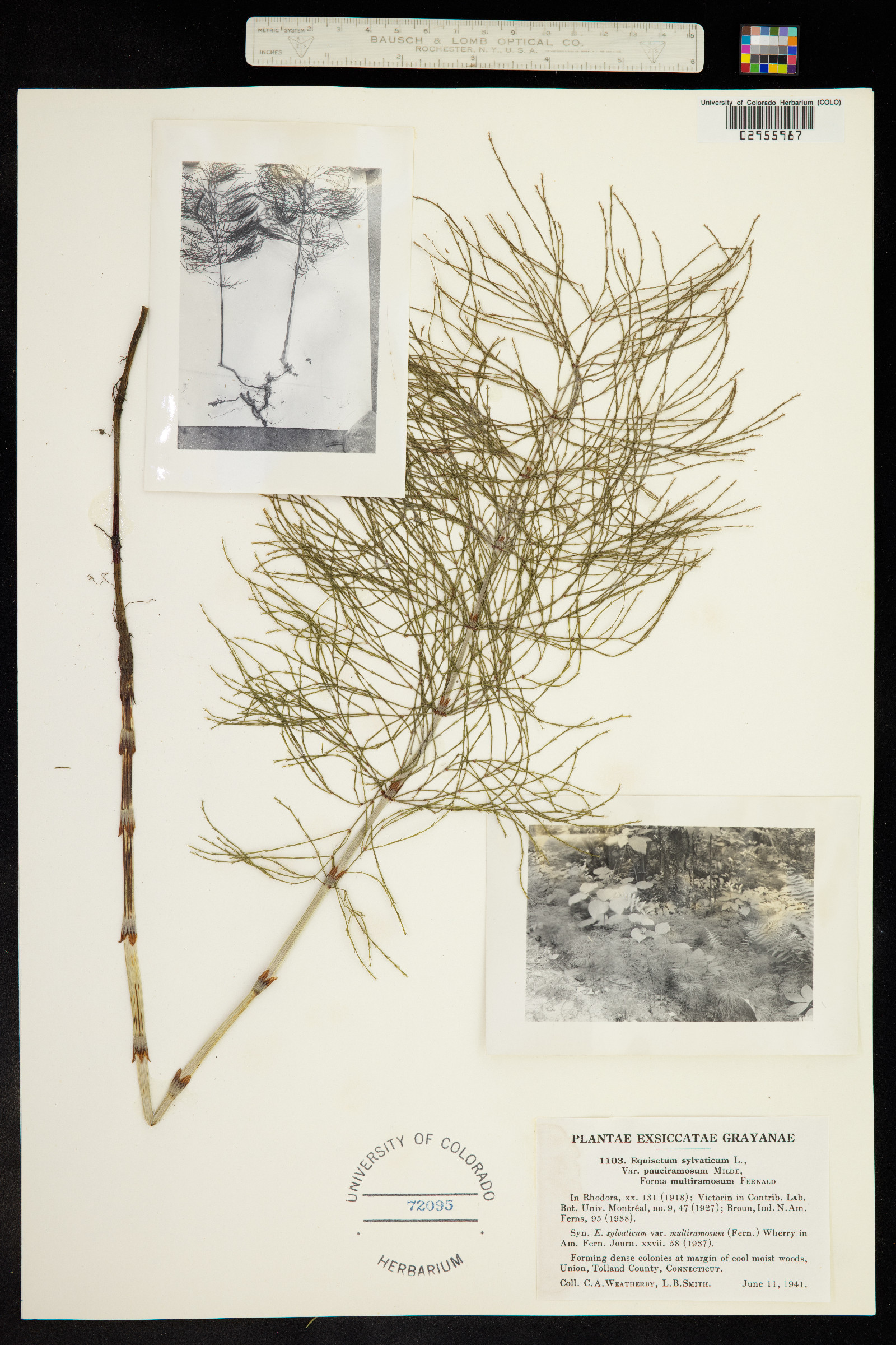 Equisetum sylvaticum image