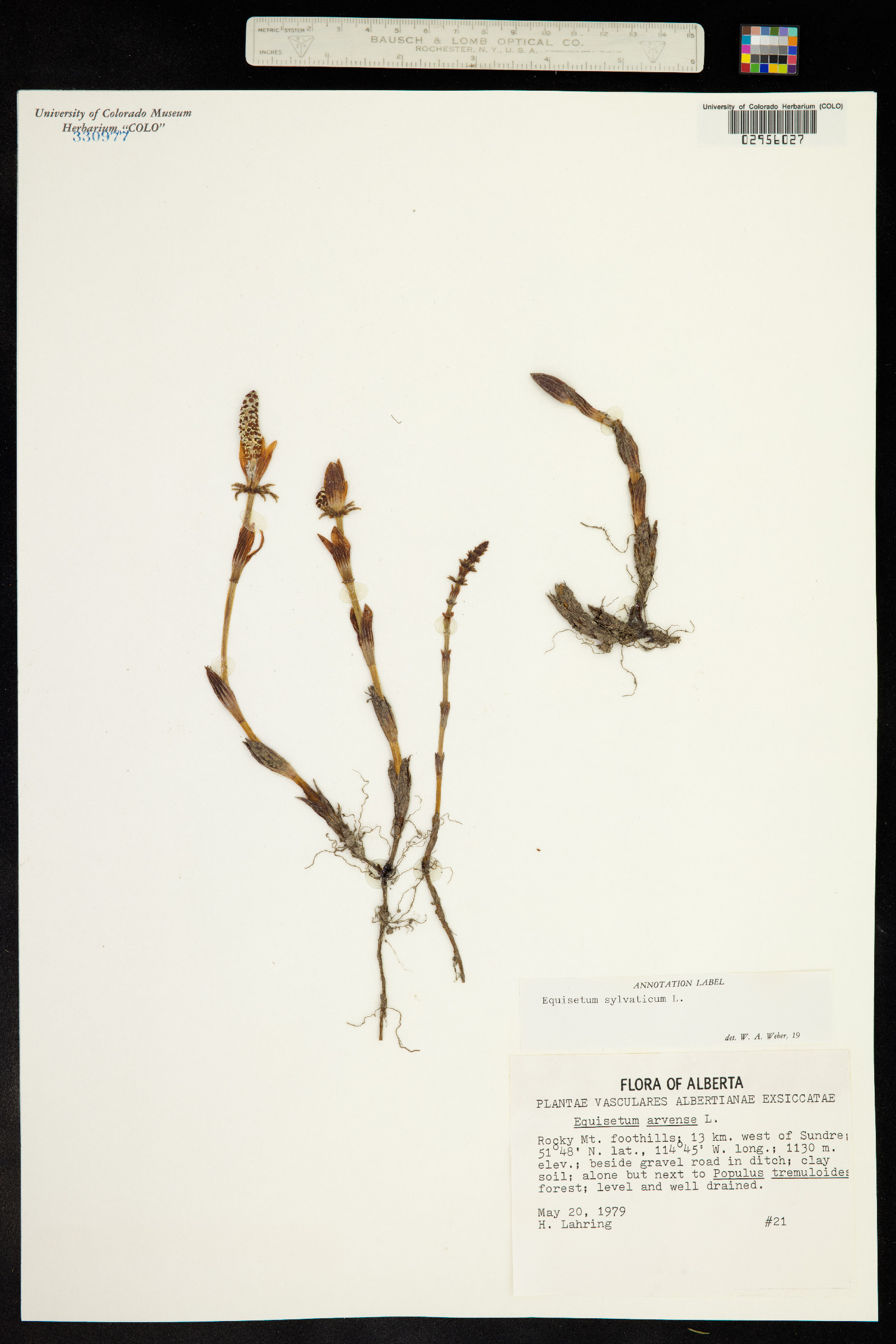 Equisetum sylvaticum image