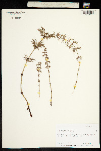 Equisetum sylvaticum image