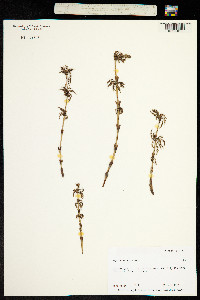 Equisetum sylvaticum image