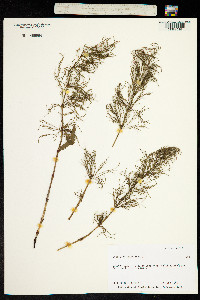 Equisetum sylvaticum image