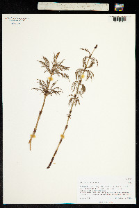 Equisetum sylvaticum image