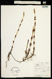 Equisetum sylvaticum image