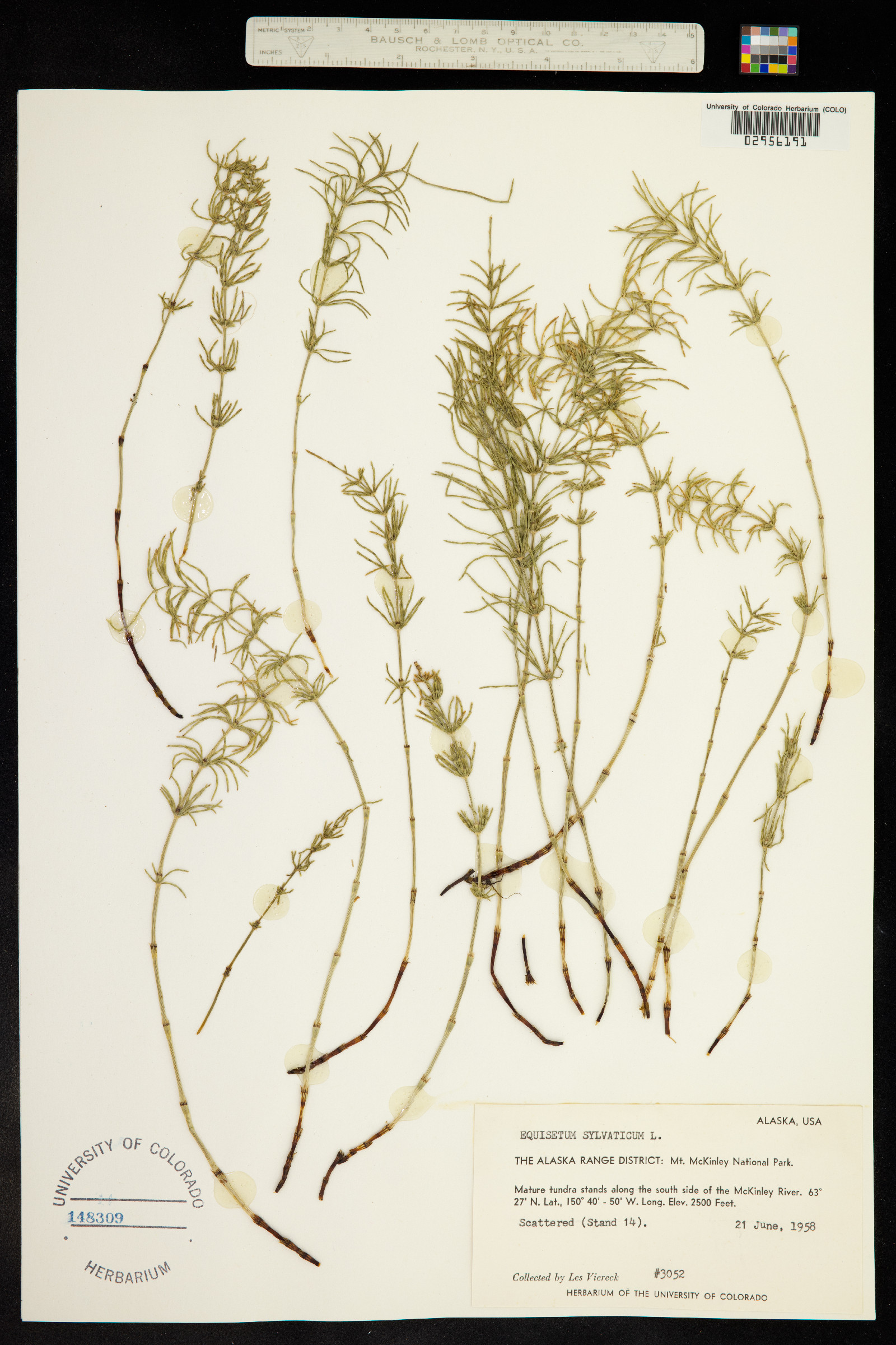 Equisetum sylvaticum image