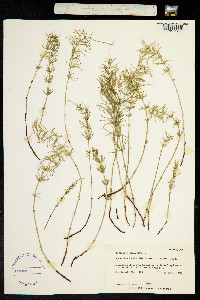 Equisetum sylvaticum image