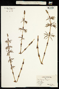 Equisetum sylvaticum image