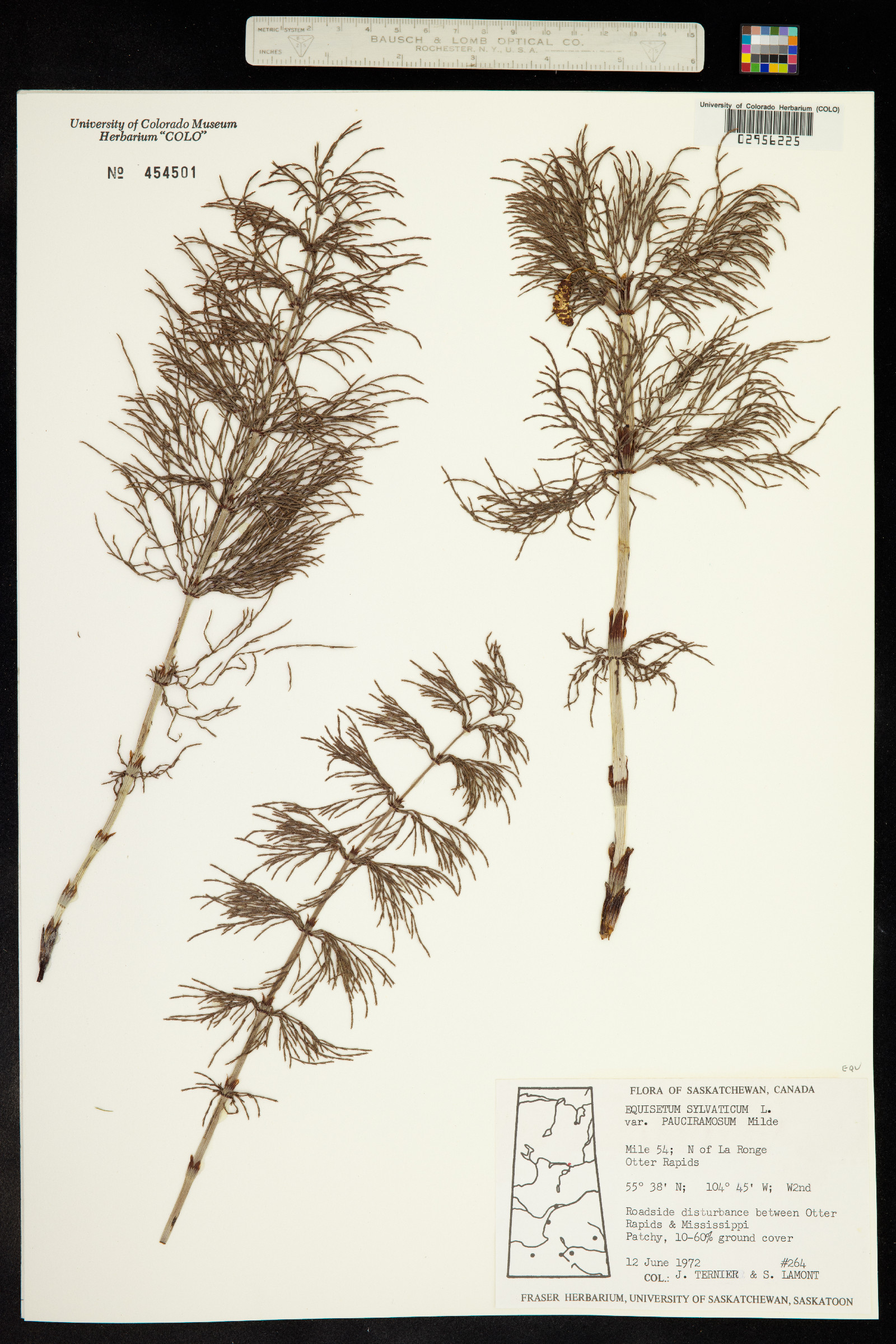 Equisetum sylvaticum image