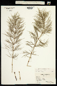 Equisetum sylvaticum image