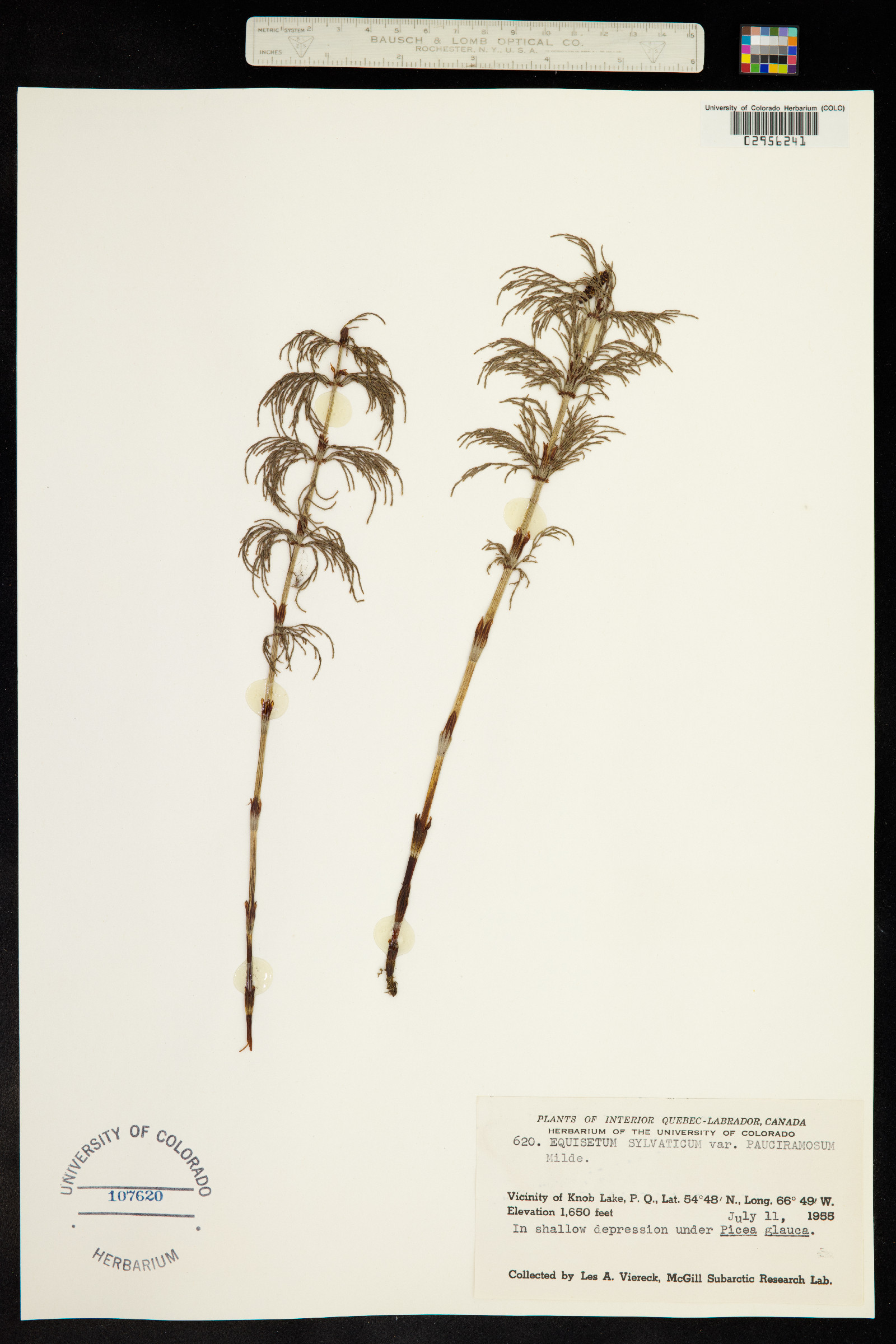 Equisetum sylvaticum image