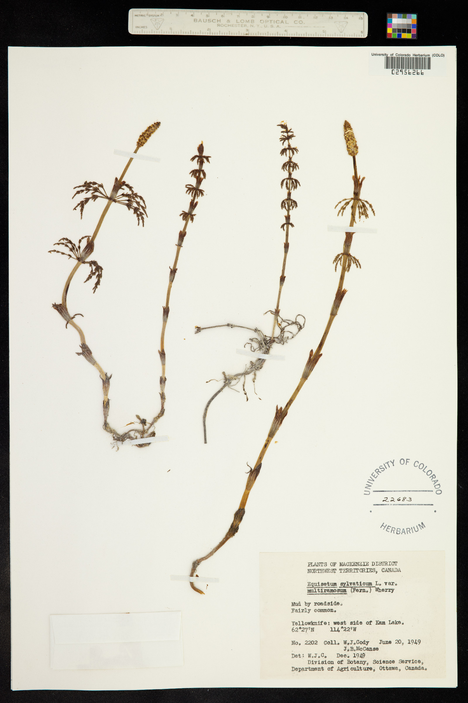 Equisetum image