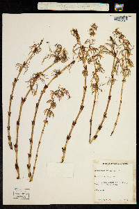 Equisetum sylvaticum image