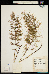 Equisetum sylvaticum image