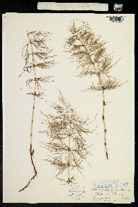 Equisetum sylvaticum image