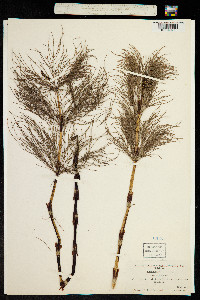 Equisetum sylvaticum image