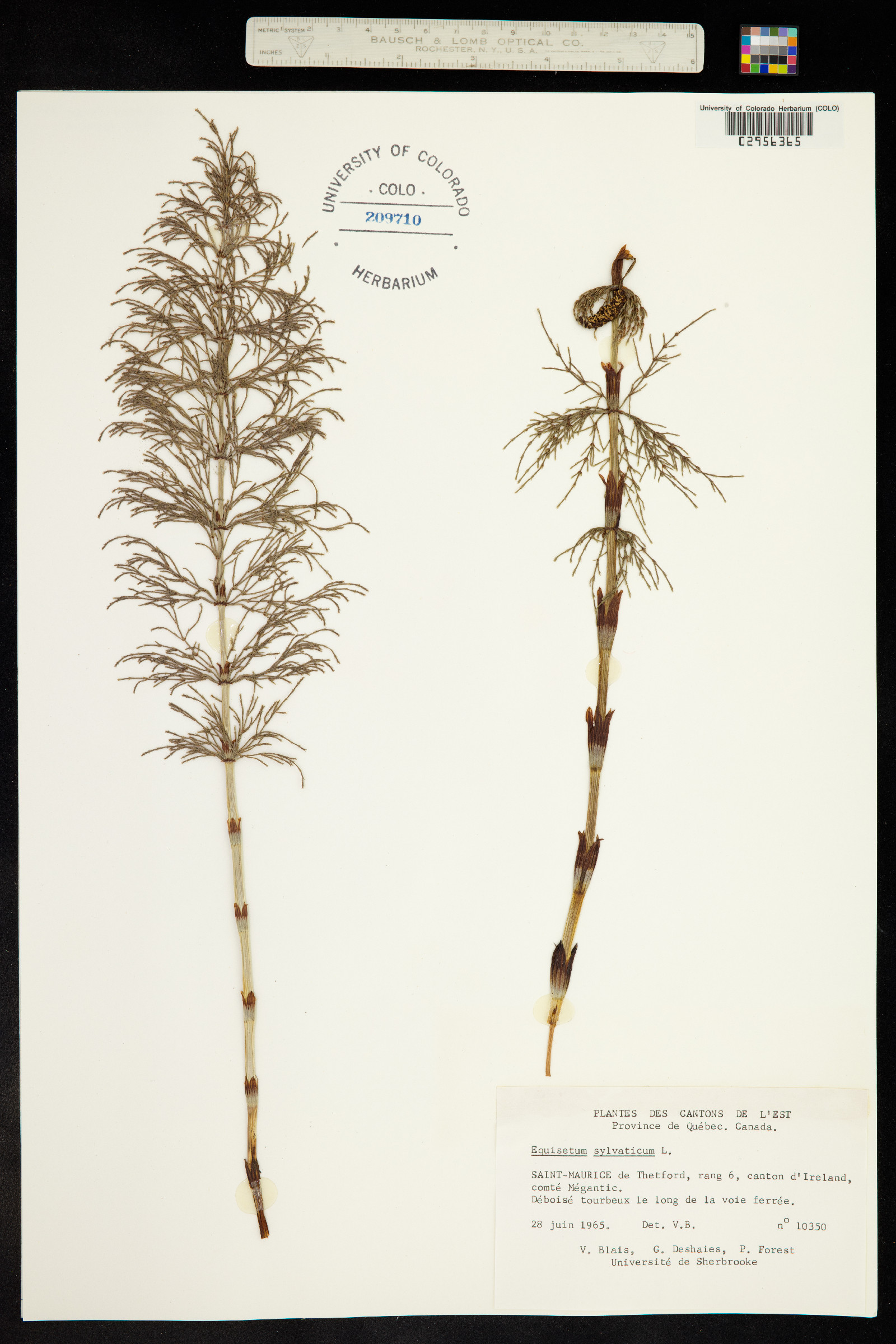Equisetum sylvaticum image