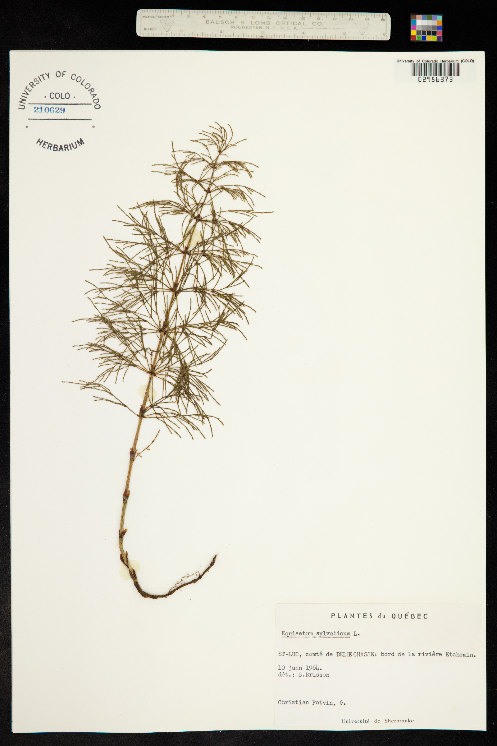 Equisetum sylvaticum image