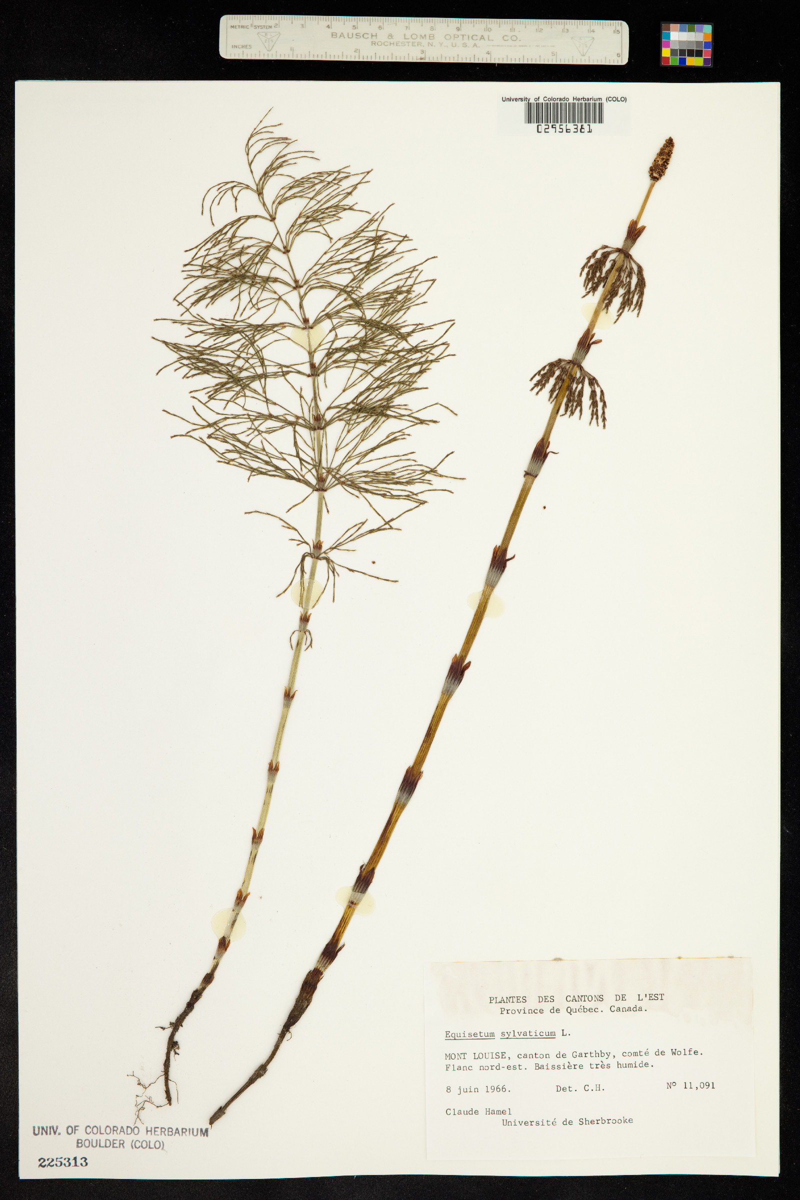 Equisetum sylvaticum image