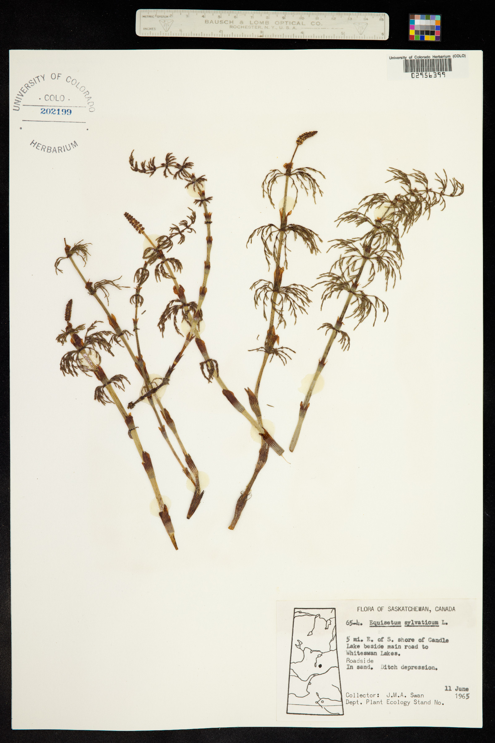 Equisetum sylvaticum image